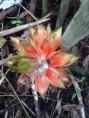 /album/orquideas-e-bromelia-na-fazenda-monte-sinai/fazendas-sustentaveis-267-jpg1/